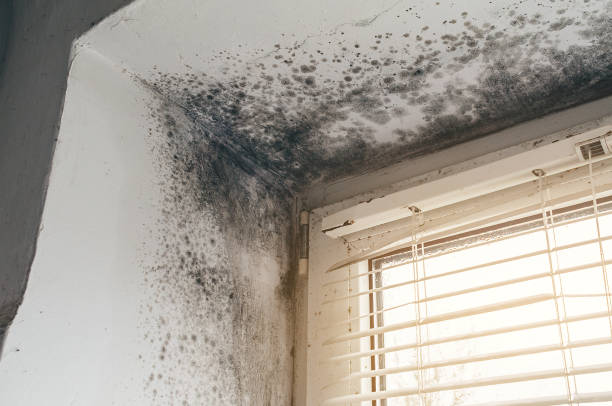 Affordable Mold Cleanup solutions in New Hope, PA