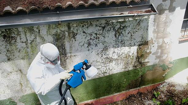 Top rated local Mold Cleanup specialists in New Hope, PA
